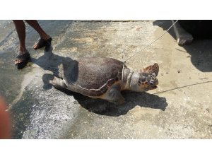 Kaş’ta ölü halde caretta caretta bulundu