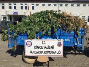 Ormanın içine 738 kök kenevir ekmişler