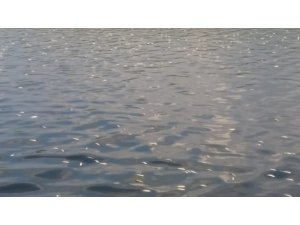 Asi Nehri’nde binlerce ölü balık sahile vurdu