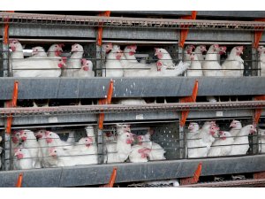 "Her kenevirden korkmayın"