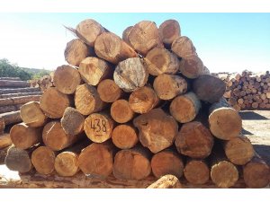 Çamlıdere Orman İşletme Müdürlüğünden 4 milyon lira gelir