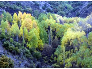 Beypazarı'nın yaylaları doğaseverleri bekliyor