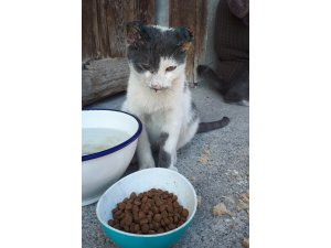 Ankara'da kediye işkence iddiası