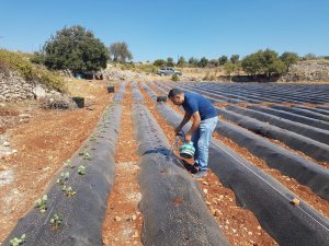 "Zahter" diyarında artık "çilek" yetişecek