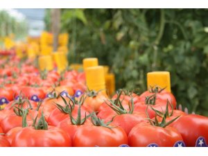 Domates üreticisinin fiyat tepkisi