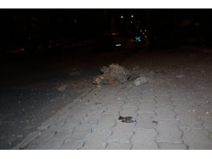 Kamyonetin çarptığı ağaç devrildi serçe telef oldu