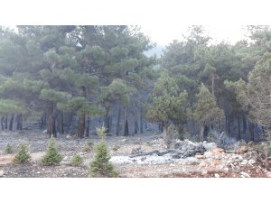 GÜNCELLEME - Adana'da orman yangını