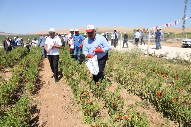 Özgüven Biber topladı