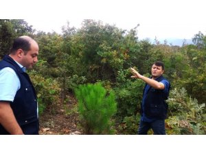 Orman köylüsü kestane ve ıhlamurdan kazanacak