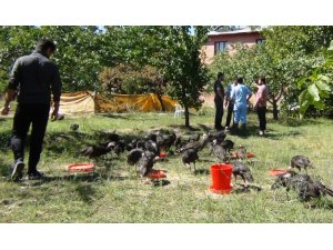 Erciş’te toplu hindi ölümü