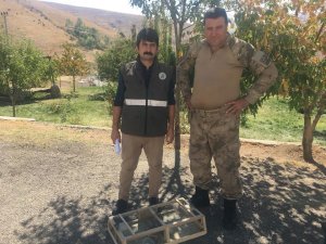 Kaçak avlanılan 4 yavru kınalı keklik ele geçirildi