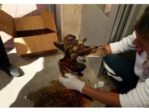 Yaralı şahine ilk müdahale acil sağlık ekibinden