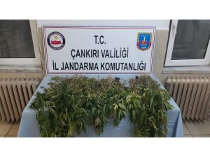 Çankırı’da 450 kök kenevir ele geçirildi