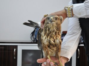 Yaralı atmaca tedavi altına alındı