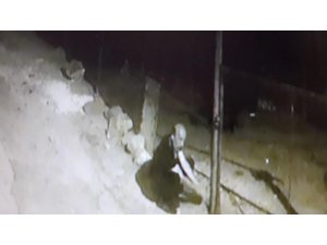 Hayvan hırsızı kamerada