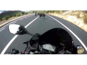 Motosikletli genç, önüne atlayan ineğe çarpmaktan son anda kurtuldu