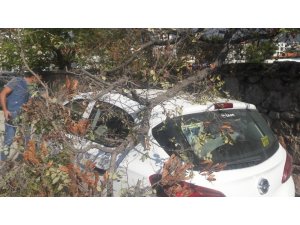 Rüzgarda kırılan dal otomobilin üzerine düştü