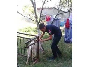 Balkon demirlerine sıkışan keçiyi itfaiye kurtardı