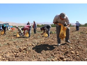 Sivas'ta yemeklik patateste 60 bin ton rekolte bekleniyor