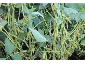 Iğdır’da soya toprakla buluştu