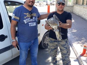 Yaralı şahin koruma altına alındı