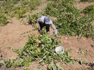 Torku aracıları aradan çıkardı, üzüm üreticisi kazandı