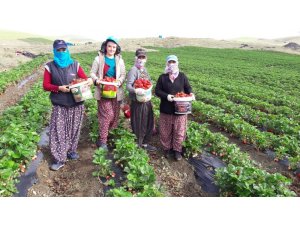 Yediveren çileği, çiftçinin umudu oldu