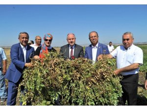 Osmaniye’de 51 bin ton yer fıstığı rekoltesi bekleniyor