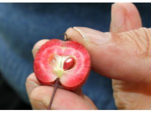İçi de dışı gibi kırmızı elmaya coğrafi işaret çalışmaları