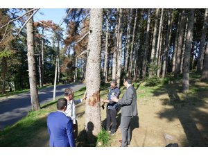 Atatürk Köşkü Ormanı'ndaki ağaçların neden kuruduğu araştırılıyor