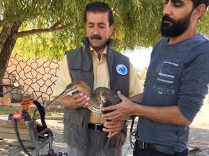 Yaralı Erguvani balıkçıl kuşu tedavi altına alındı