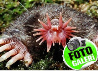 İşte en ilginç hayvanlar