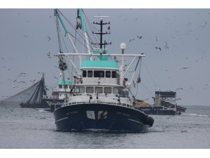 Tüm Türkiye’ye palamut Karadeniz’den gidiyor