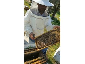 Bal arıcının elinde kaldı