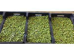 Zeytin hasadı buruk başladı