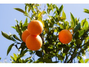 Rusya’ya yaş meyve sebze ihracatı 410 milyon doları aştı