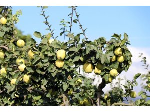 Dünyanın ayva merkezi Geyve’de ayva hasadı başladı