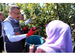 Cumhurbaşkanı Yardımcısı Oktay örnek bahçede işçilerle elma hasadı yaptı