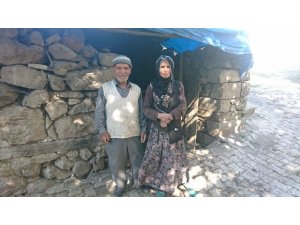 Anne inekler çalınınca buzağılar öksüz kaldı