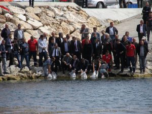Beyşehir Gölü'ne 500 bin yavru sazan balığı takviyesi