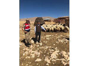 Çalınan koyunları jandarma buldu