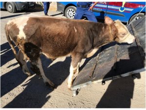 Kayseri’de büyükbaş hayvan hırsızlığı