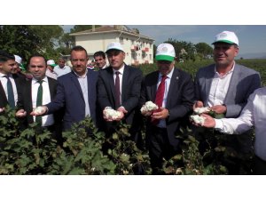 Yeni pamuk türlerinin tanıtımı dualarla yapıldı