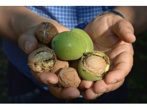 Kabuğun içinde "altın" yetişiyor