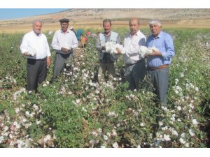 Beyaz altında çifte sevinç