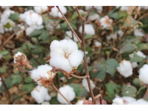 Hatay’da 260 bin ton pamuk rekoltesi bekleniyor