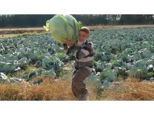 Dev lahanaların hasadı başladı