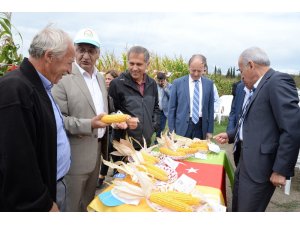 Yerli mısır yabancıya kafa tutmaya hazırlanıyor