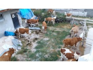 Tokat’ta 120 bin liralık büyükbaş hayvan hırsızlığı