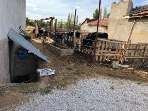 Süt sağmak isterken elektrik akımına kapılarak öldü